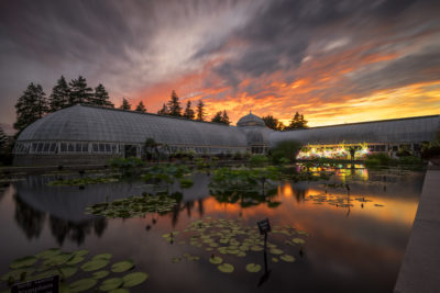 Fiery Sunset at the NY Botanical Gardens