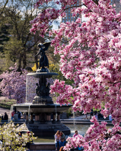 Spring Bloom Central Park